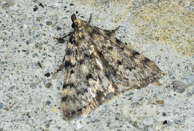 Pyralidae 5 - Aglossa pinguinalis